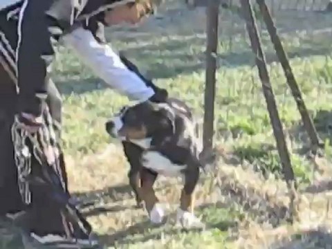 Houba, bouvier d'Appenzell à l'école du chiot le 9 février 2013