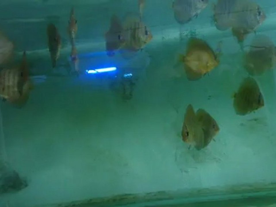 europtıon yavrular 97 gunluk