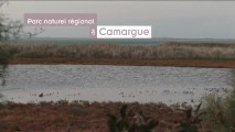 La Camargue et le Parc naturel régional de Camargue / The Camargue and the Camargue Regional Nature Park