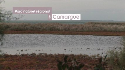 La Camargue et le Parc naturel régional de Camargue / The Camargue and the Camargue Regional Nature Park