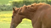 Horse meat-tainted food scandal widens
