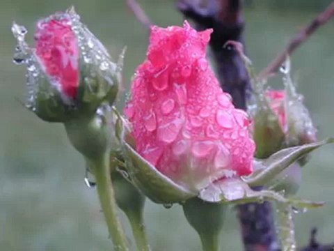 Yavuz Bingöl __ Bekle Buğday Tanesi