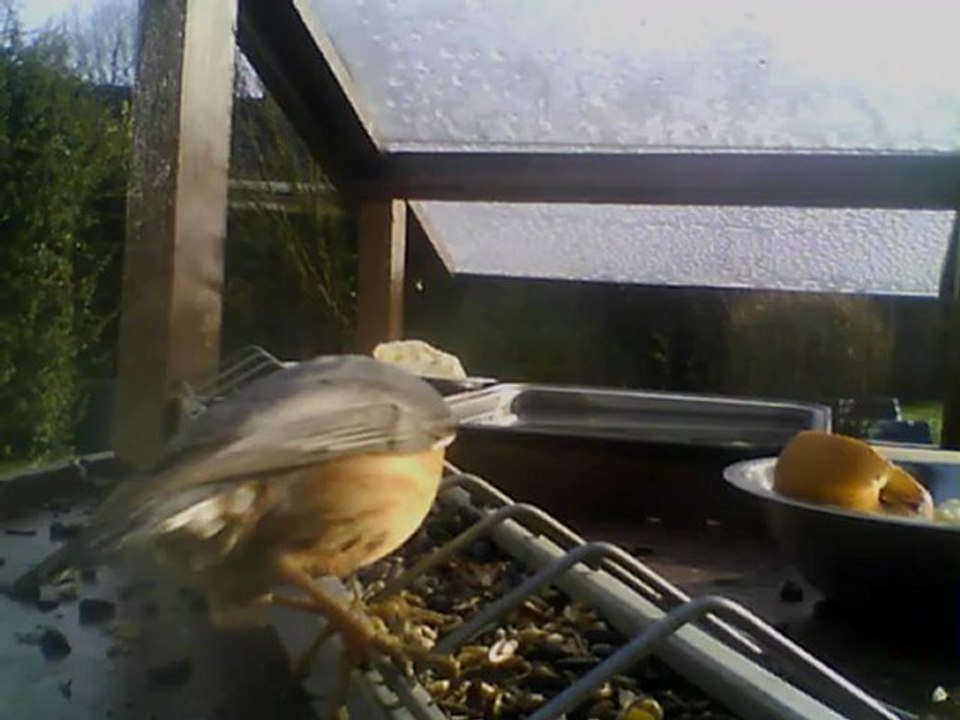 MANGEOIRE 03/02/2013 10h05 :: Le retour de la Sittelle.