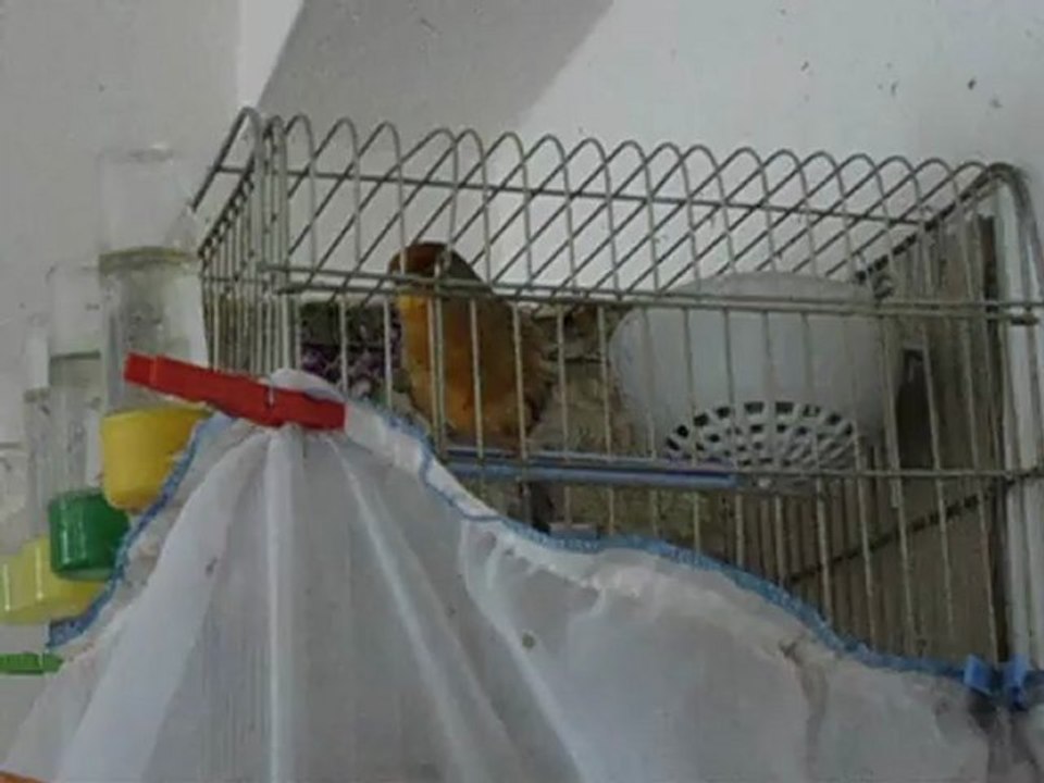 GLOSTER ERKEK KANARYA (DOĞUŞ)