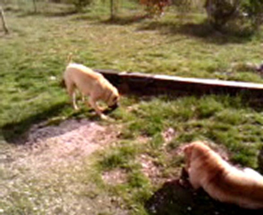 "J'suis content, j'suis content"