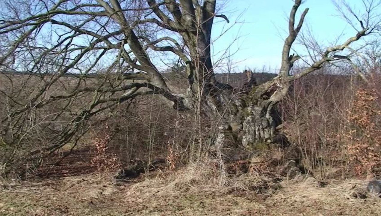 Bavaria-Buche - Der Tod eines Naturwunders