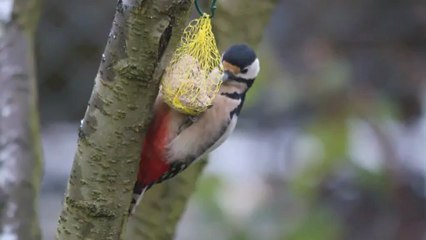 Pic épeiche et Etourneau