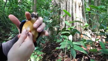 Examen d'une Pitta moluccensis capturée lors d'une séance de capture au filet japonais