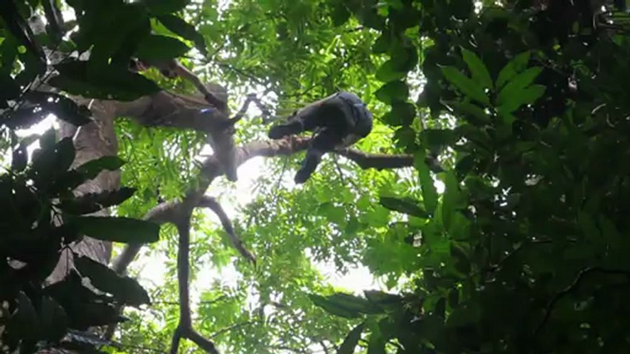 Essai de montage d'un filet en canopée_Laos