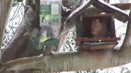 MAH00038NESTOR l ecureuil sous la neige