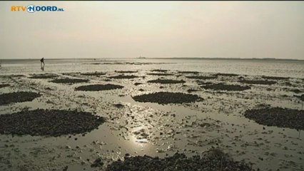 Veel nieuwe mosselbanken bij Schiermonnikoog - RTV Noord