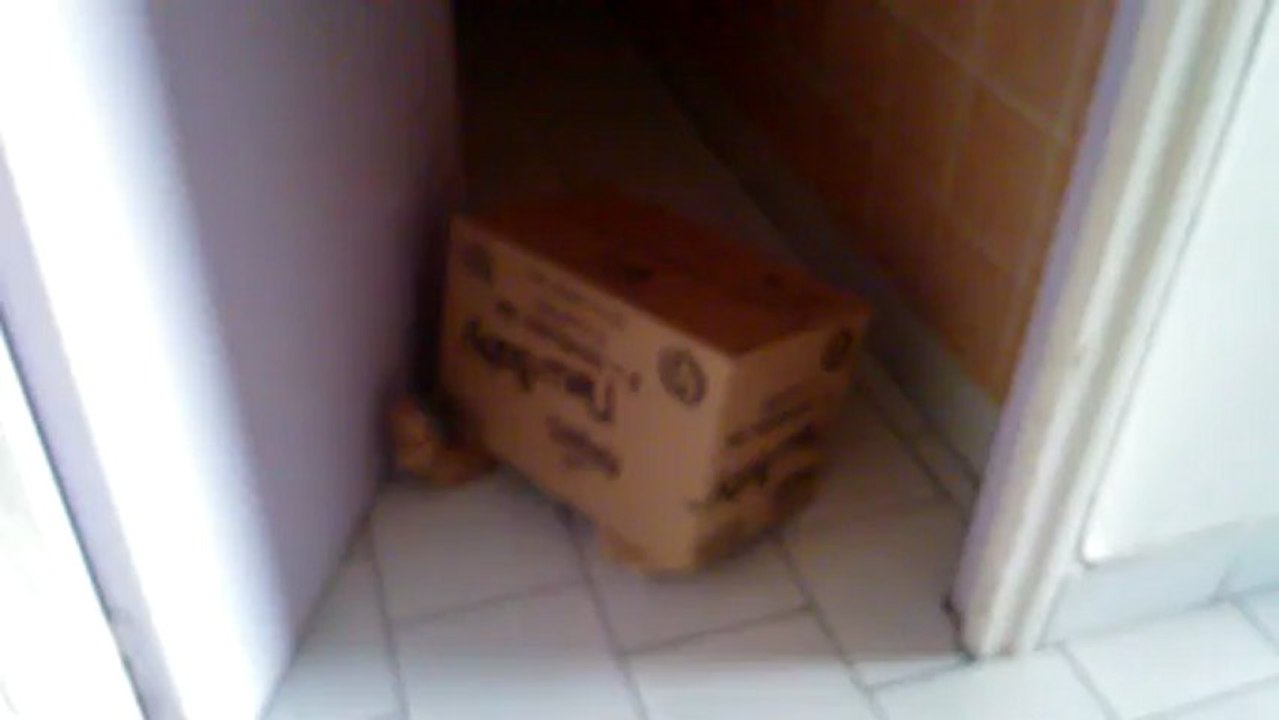 Farmer le chat qui aime se cacher dans les cartons