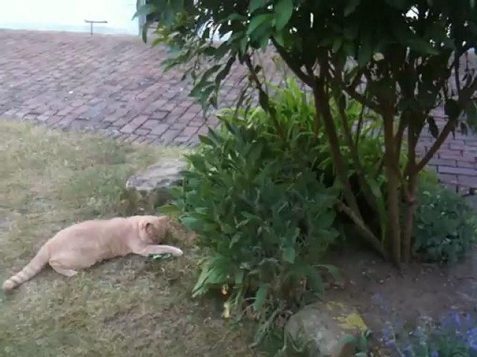 Farmer le chat qui fait un combat de choc