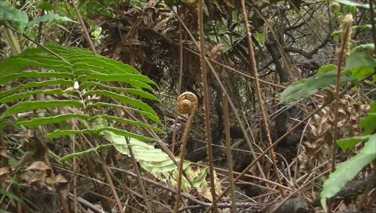 Punta Arenas y Puerto Varas (Chile)
