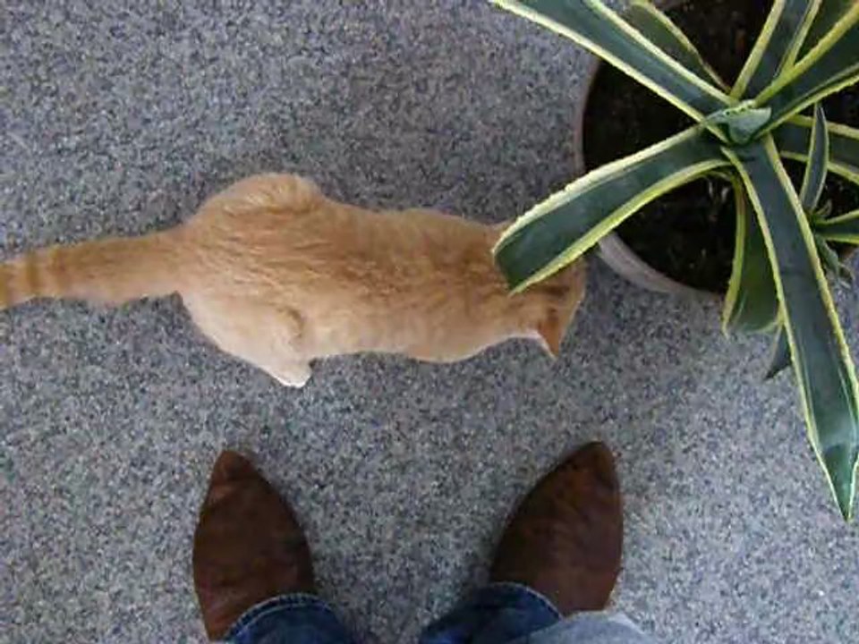 Farmer le chat qui fait une crise de folie