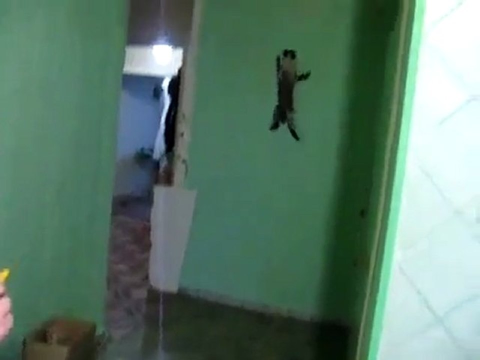Chaton qui marche sur le mur