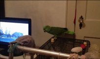 FUNNY Talking Parrot: Clancy- Yellow Naped Amazon *BEST Video*