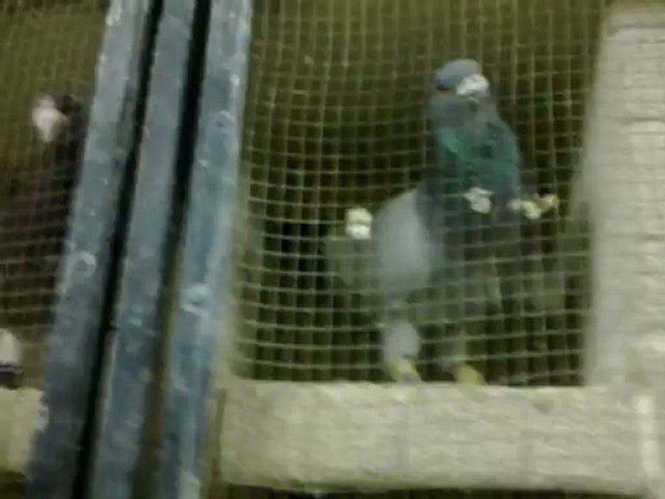 Şanllurfadan Garipçi İbrahim Güzelin Getirdiği Kuşlar - www.guvercintv.com