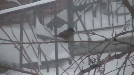 gorrión y tormenta de nieve