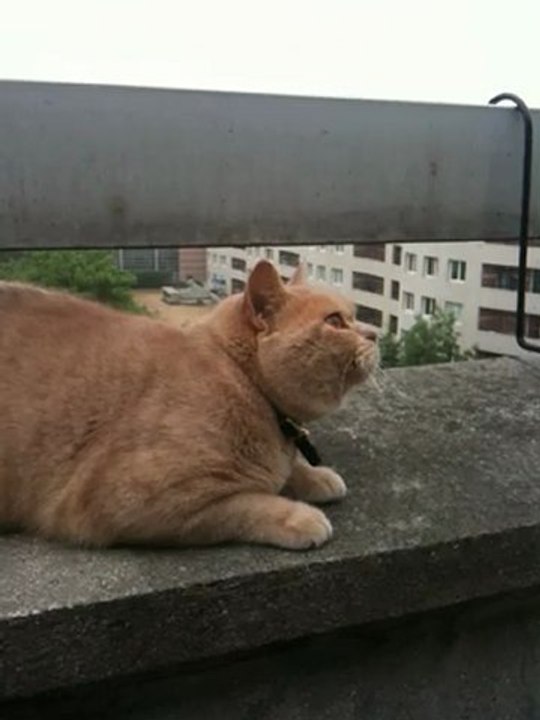Farmer le chat qui réagit bizarrement face aux oiseaux