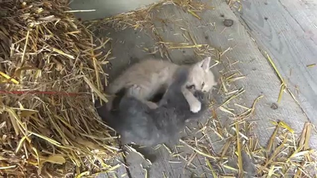 Chatons qui jouent ( Kittens Playing )