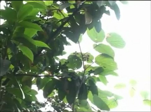 Selçuk Balcı - Gel Sar Beni