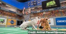 No Losers in Puppy Bowl IX, Sunday's Other Big Game