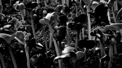 The Joy Formidable - Wolf's Law