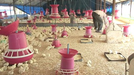 Indian appetite grows for meat