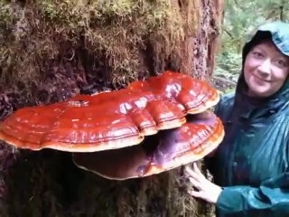 Growing Mushrooms 3 of 4