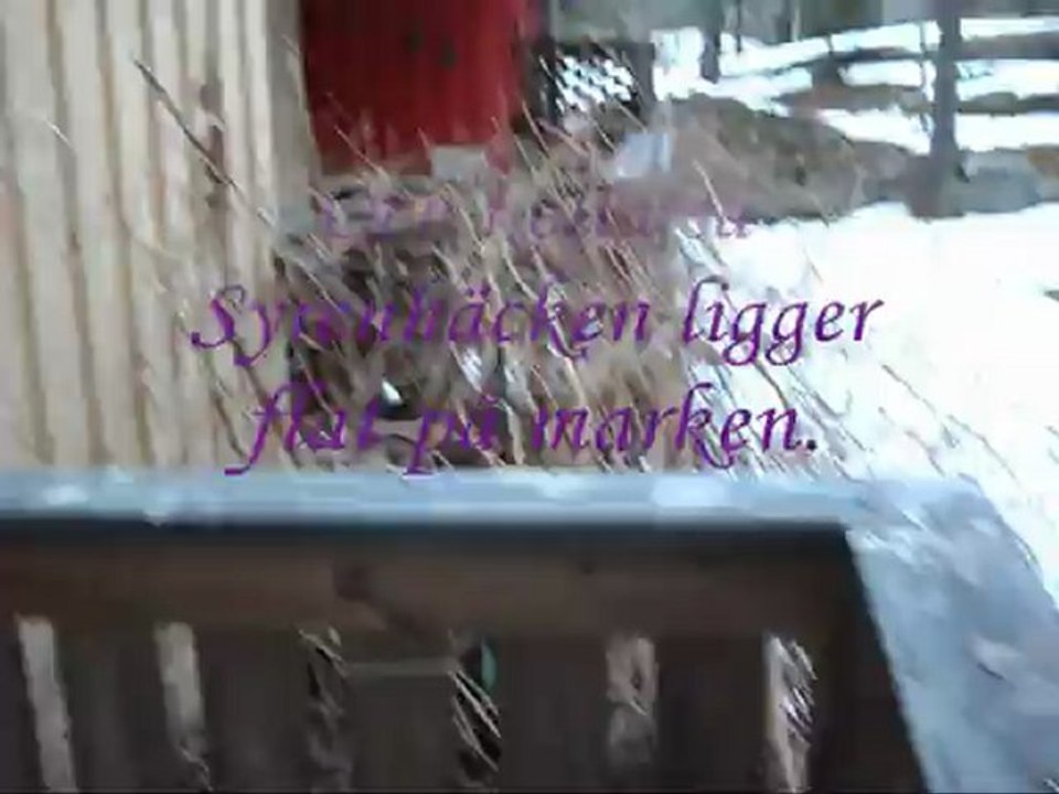 Film på hur de ser ut ute hos mej 4 Feb - 13.  Med musik.