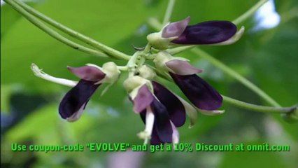 Alpha Brain: The No1 Nootropic in the World!