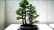 Bonsai Trees - JapanRetailNews