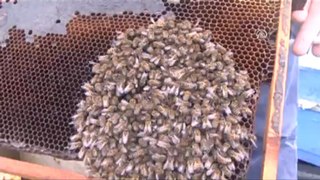 Tarımda toz ilaçlar yasaklandı arı ölümleri bitti