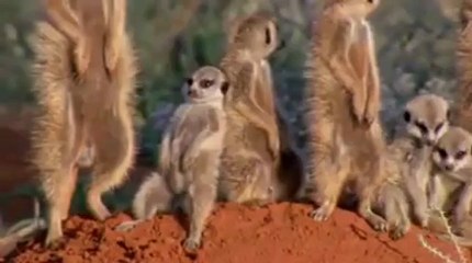 ayakta uyuyan sevimli mirketler