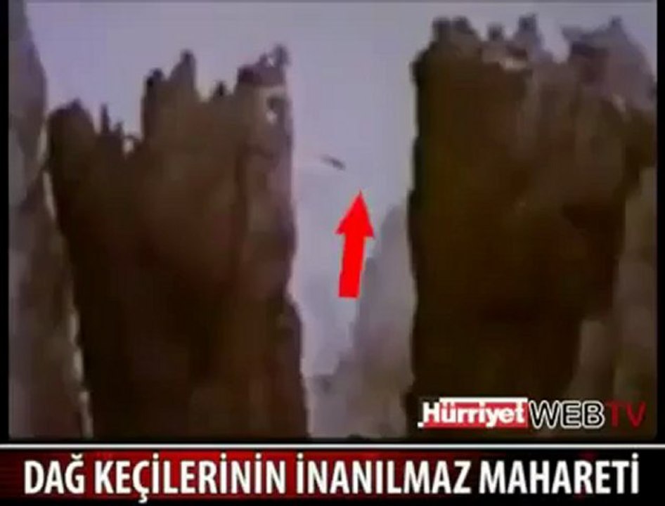 DAĞ KEÇİLERİN İNANILMAZ MAHARETİ