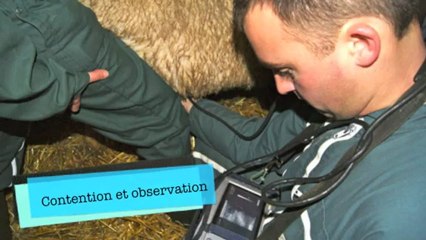 Échographies agnelles