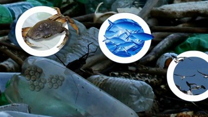 The Great Pacific Garbage Patch