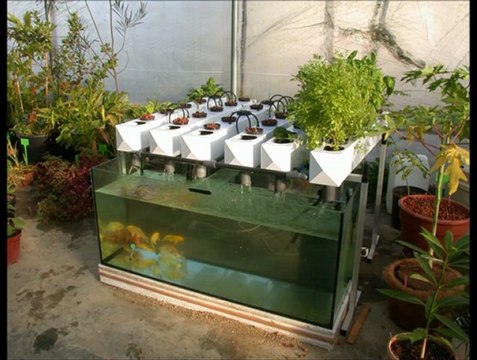 Build Your Own Aquaponics-Instructions for Backyard Aquaponics