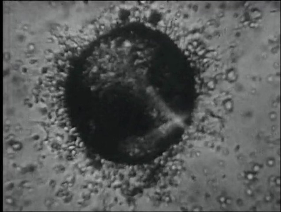 Teaser Off-Stage #2 "XX-XY"