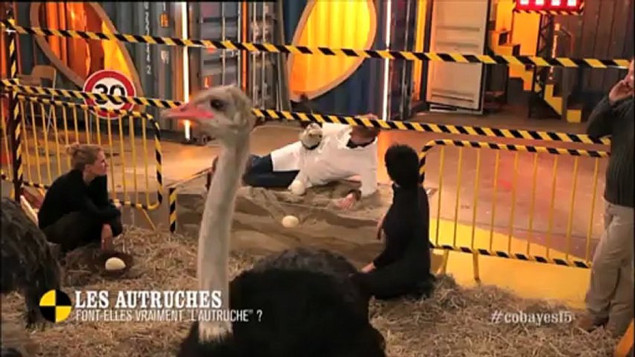 EM51 Les autruches font-elles vraiment « l’autruche » ?