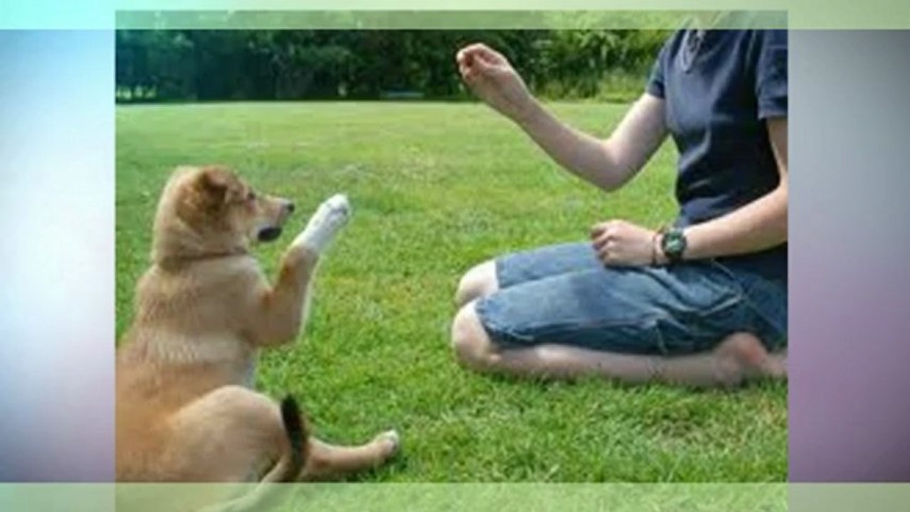 Dog Training in Cairns - to Build Mutual Respect Between Dog and Owner | 1300 306 887