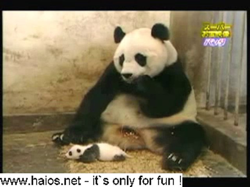 Baby Panda Sneezes