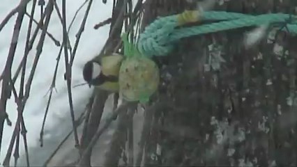 Mésanges & moineaux