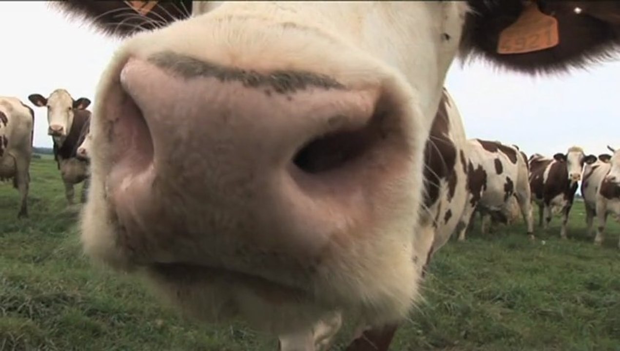 LE MAG-INFO DU YAOURT - LE YAOURT C'EST FAIT AVEC QUOI ?