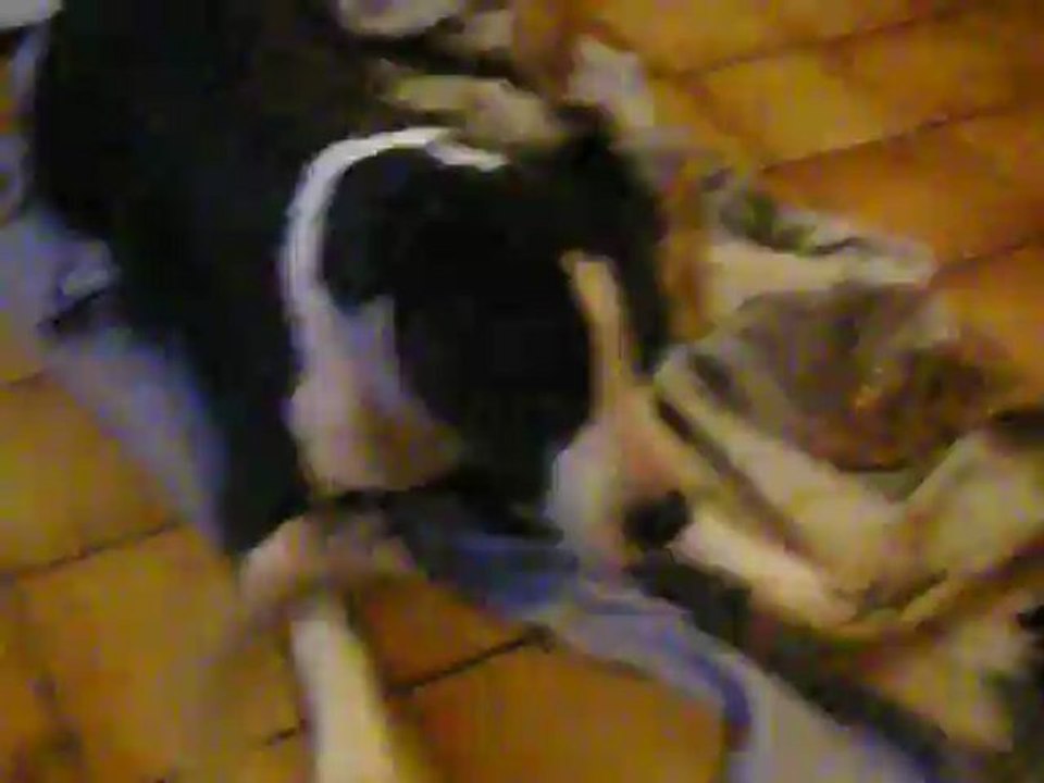 TIA & HASKA EL CORAZON DEL CARADOR