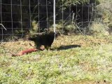 chiots berger allemand du mas de Jouvance à  5 semaines