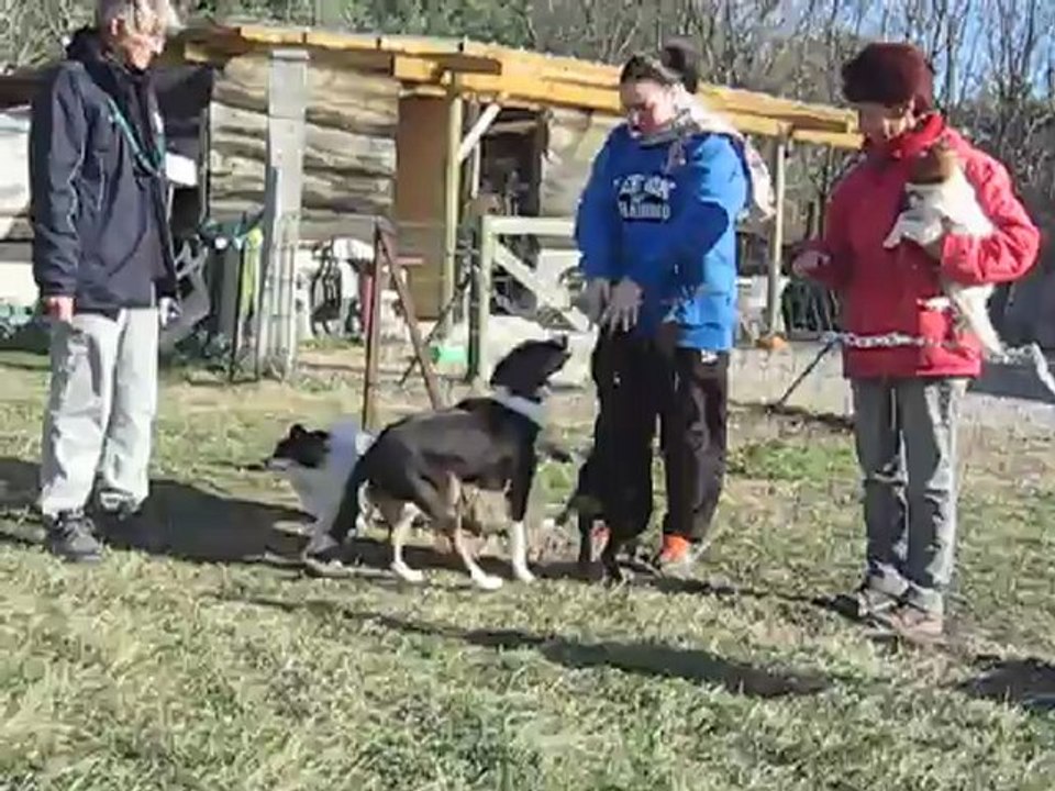 Houba, bouvier d'appenzell : la récréation avant l'école du chiot
