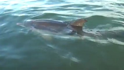 MARCOS THE BABY DOLPHIN R.I.P.   (Maria Heidemann Ric o'Barry promar)