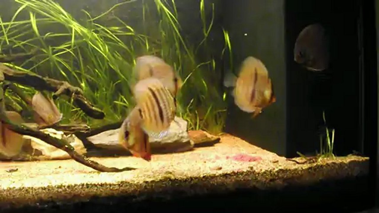 430 l Discus heckel video 3